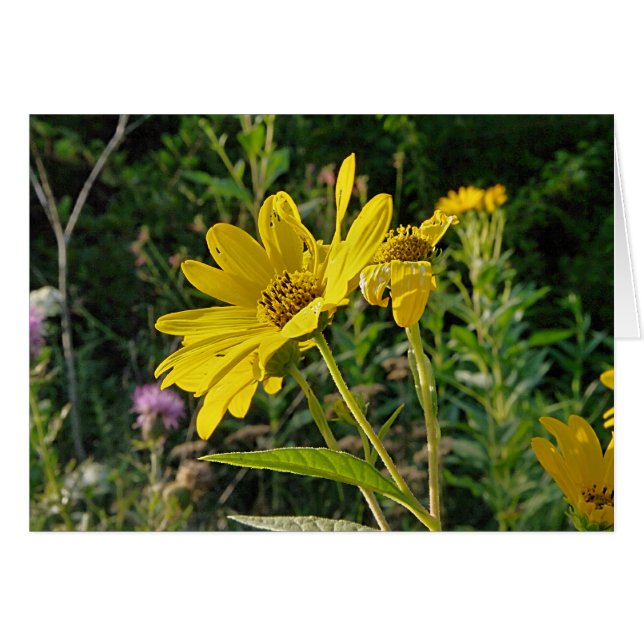 Sommerzeit-Schönheit (Vorderseite (Horizontal))