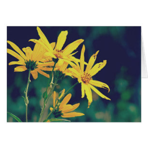 Sommerzeit-Wildblumen