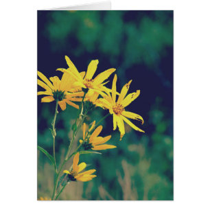 Sommerzeit-Wildblumen