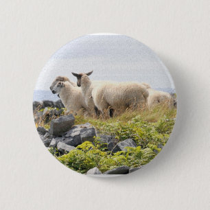 Sonderbare Designs - Schafe auf einem Feld Button