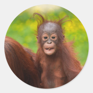 Sonderbarer Charme eines Orang-Utan-Babys Runder Aufkleber