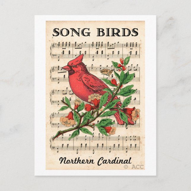 Song Birds Nord Kardinal Postkarte (Vorderseite)