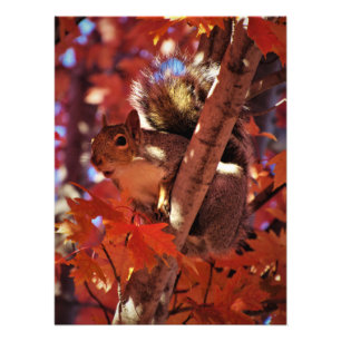 "Song Eichhörnchen" Fotodruck