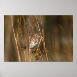 Song Sparrow auf der Wiese Poster