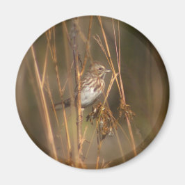 Song Sparrow Magnet