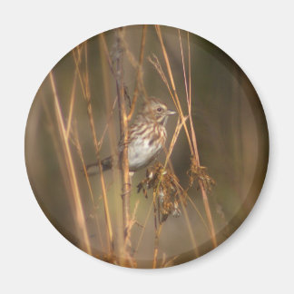 Song Sparrow Magnet