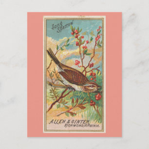 Song Sparrow Postkarte