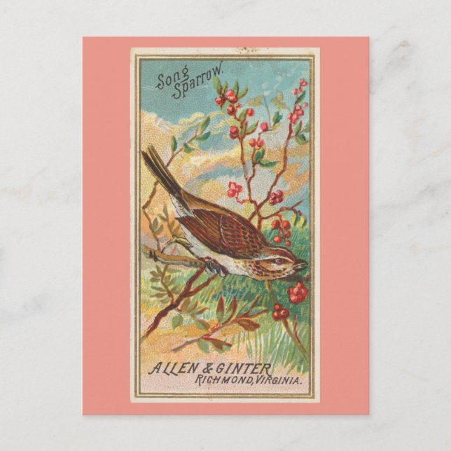 Song Sparrow Postkarte (Vorderseite)
