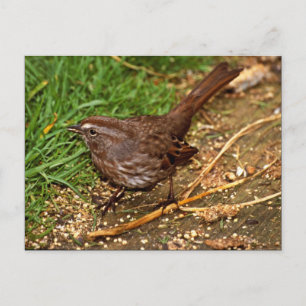 Song Sparrow Postkarte