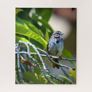 Song Sparrow Puzzle