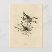 Song Sparrow von Audubons Vögeln von Amerika