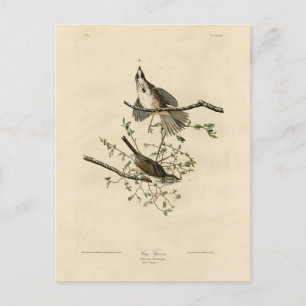 Song Sparrow von Audubons Vögeln von Amerika Postkarte