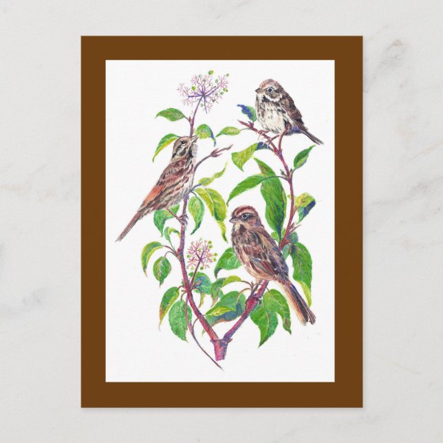 Song Sparrows, Niedliche Vögel, Natur, Wildtiere Postkarte (Vorderseite)