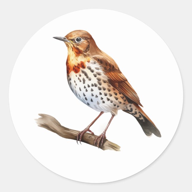 Song Thrush Bird Stickers (Vorderseite)