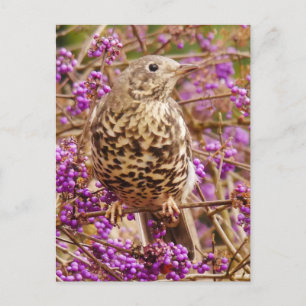 Song Thrush Postcard Feiertagspostkarte