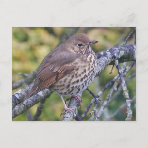 Song Thrush Postcard Postkarte