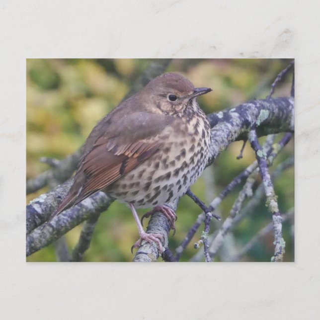 Song Thrush Postcard Postkarte (Vorderseite)