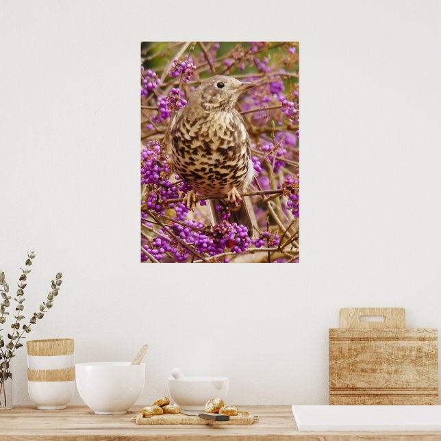 Song Thrush Poster (Küche)