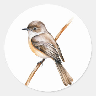 SongBird Stickers Eastern Phoebe
