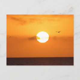 Sonn über dem Ozean: pelikanisch Postkarte