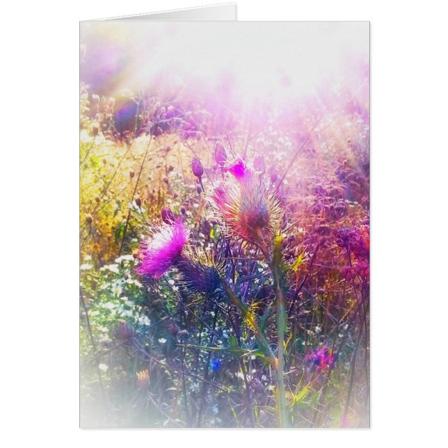 SONNE AUF DISTEL-KLEINER GRUSS-KARTE (Vorne)