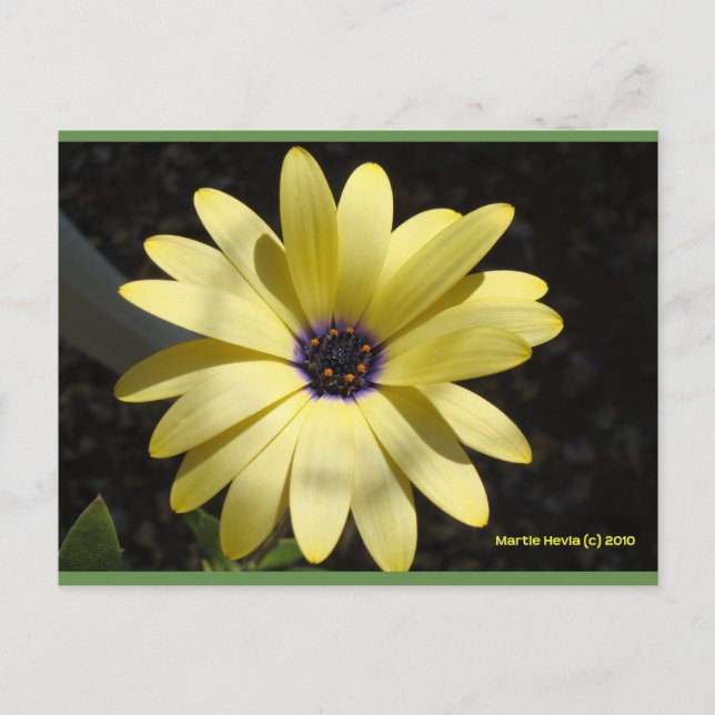 Sonne auf einer gelben Seite | Blue Beach Song™ Po Postkarte (Vorderseite)