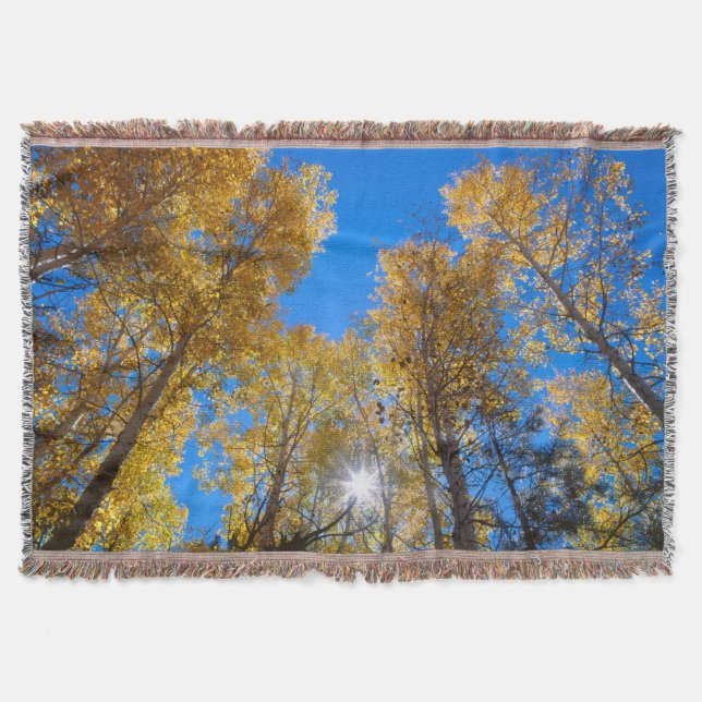 Sonne bricht durch Bäume Decke (Vorderseite)