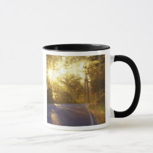 Sonne bricht durch den Wald auf die Straße bei Tasse