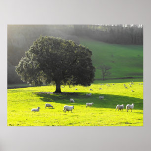 Sonne der Schafe morgens Poster