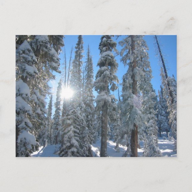 Sonne durch Bäume im Winter Postkarte (Vorderseite)