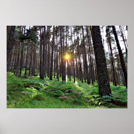 Sonne durch den Wald Poster