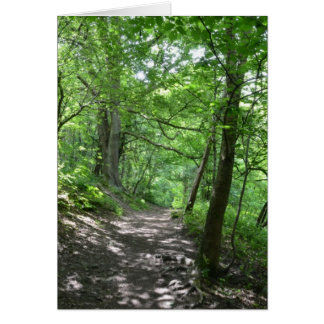 Sonne durch die Bäume