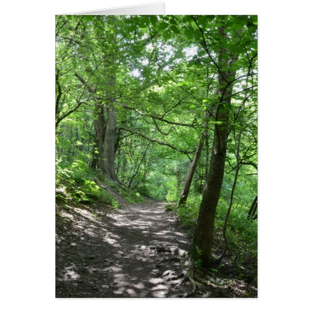 Sonne durch die Bäume (Vorne)