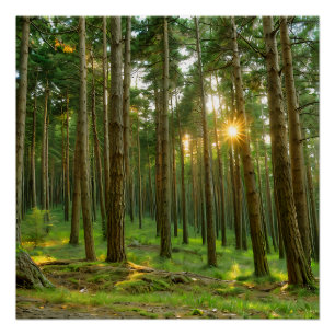 Sonne durch die Bäume Poster