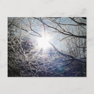 Sonne durch die Zweige Postkarte
