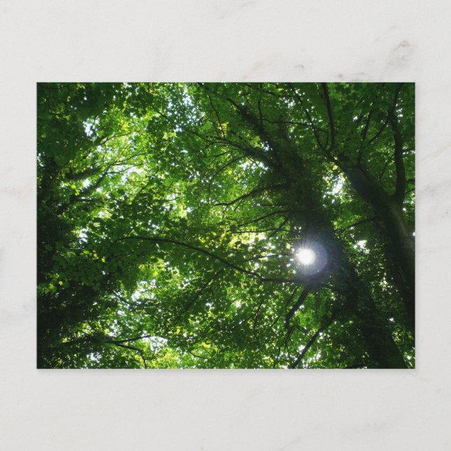 Sonne in den Bäumen Postkarte (Vorderseite)