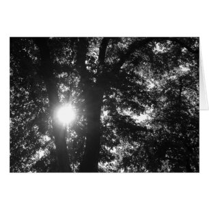 Sonne strahlt durch Bäume B&W
