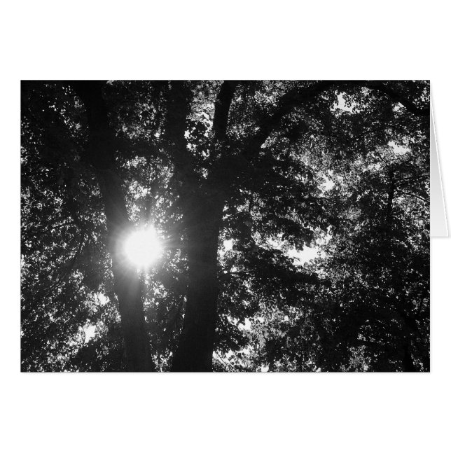 Sonne strahlt durch Bäume B&W (Vorderseite (Horizontal))