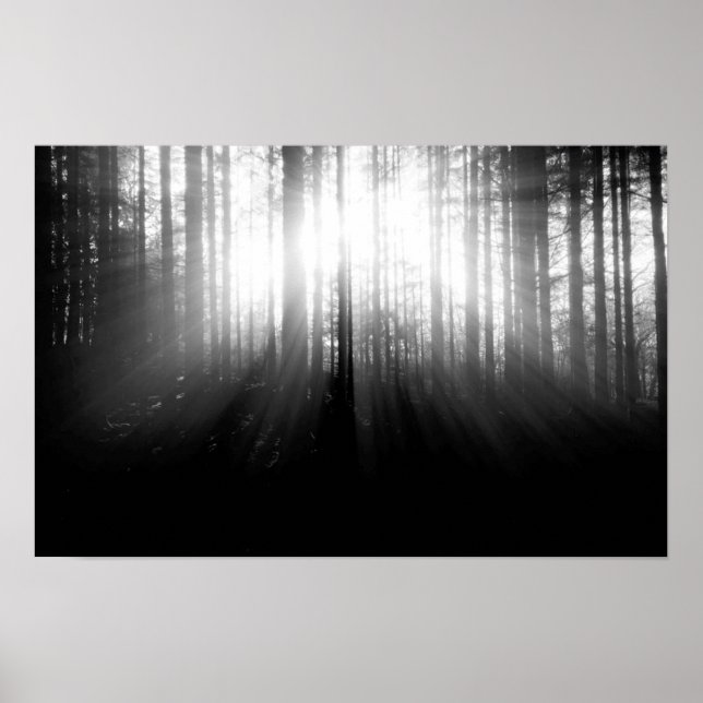 Sonne strahlt durch Bäume im Wald Poster (Vorne)
