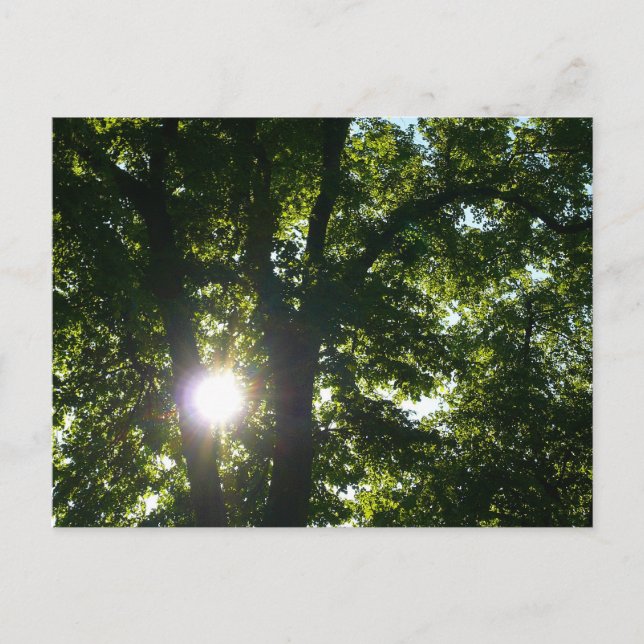 Sonne strahlt durch Bäume Postkarte (Vorderseite)