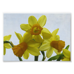 Sonnen Gelbe Narzissen Blumen Fotodruck