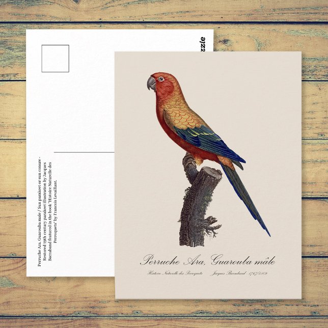 Sonnenara, Aratinga Solstitialis Postkarte (Sun Parakeet Male, Aratinga Solstitialis. Postcard)