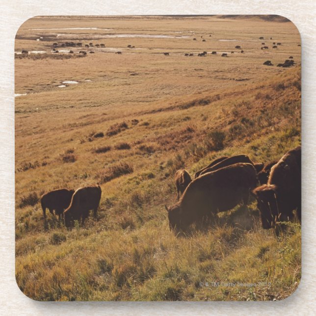 Sonnenaufgang auf Bison Getränkeuntersetzer (Vorderseite)