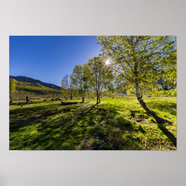 Sonnenaufgang auf einer Weide voller Schafe Poster (Vorne)
