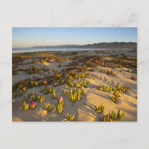 Sonnenaufgang beleuchtet die Sanddünen und die Fei Postkarte