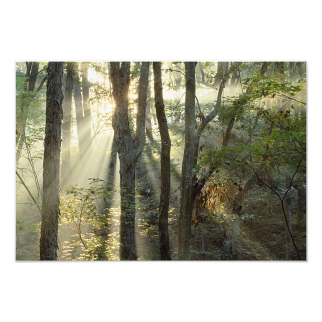 Sonnenaufgang durch Eichen- und Hickorenwald, Fotodruck (Vorne)