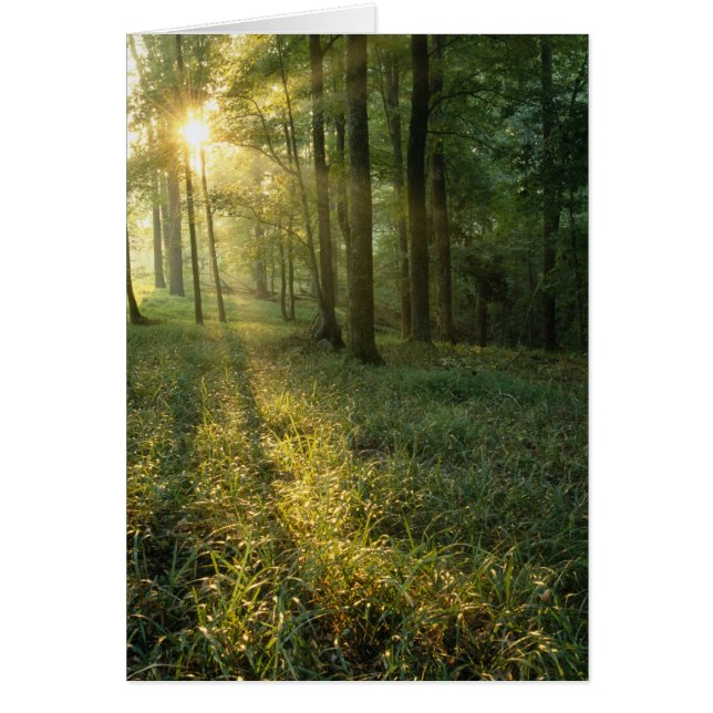 Sonnenaufgang durch Eichen- und Hickorenwald, Mamm (Vorne)