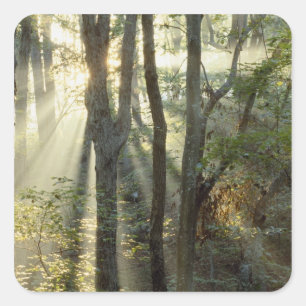Sonnenaufgang durch Eichen- und Hickorywald, Quadratischer Aufkleber