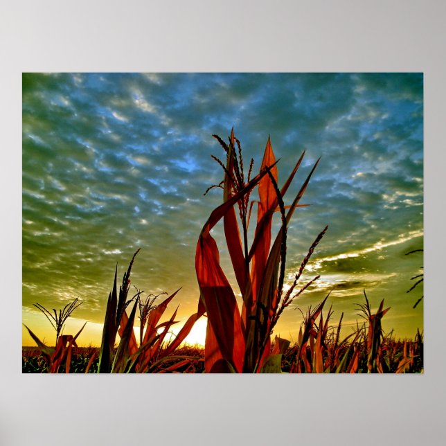 Sonnenaufgang in Cornfield Poster (Vorne)