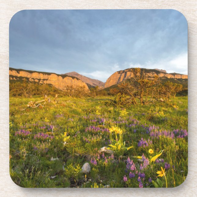 Sonnenaufgang Lights Blackleaf Canyon Untersetzer (Vorderseite)